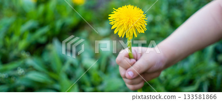 Hand holding a dandellion flower. Dandellion closeup 133581866