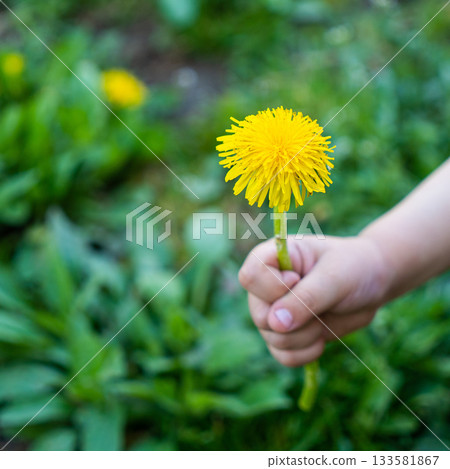 Hand holding a dandellion flower. Dandellion closeup Hand holding a dandellion flower. Dandellion closeup 133581867