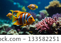 funny clown fish in the aquarium 133582251