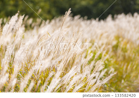 Autumn pampas grass swaying in the Chojabaru Tadewara Marsh 133582420