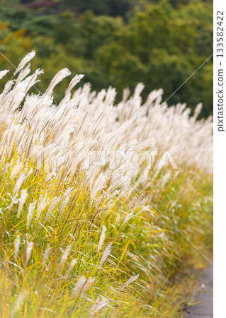 Autumn pampas grass swaying in the Chojabaru Tadewara Marsh Autumn pampas grass swaying in the Chojabaru Tadewara Marsh 133582422