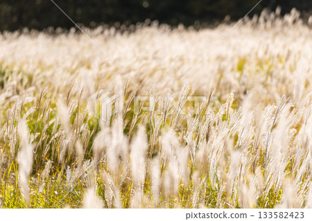 Autumn pampas grass swaying in the Chojabaru Tadewara Marsh 133582423