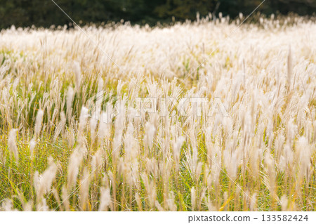 Autumn pampas grass swaying in the Chojabaru Tadewara Marsh 133582424