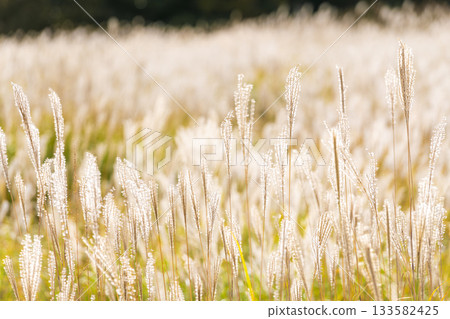 Autumn pampas grass swaying in the Chojabaru Tadewara Marsh Autumn pampas grass swaying in the Chojabaru Tadewara Marsh 133582425