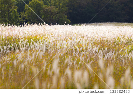 The autumnal silver grass plains and mountain ranges of the Chojabaru Tadewara Marshland The autumnal silver grass plains and mountain ranges of the Chojabaru Tadewara Marshland 133582433
