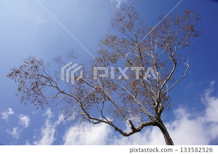Winter-dead trees stretching into the blue sky 133582526