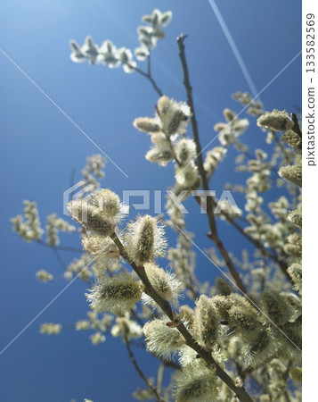 Tree with many branches and leaves, with a blue sky in the background Tree with many branches and leaves, with a blue sky in the background 133582569