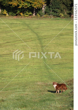 Brown dog is standing in a grassy field Brown dog is standing in a grassy field 133582571