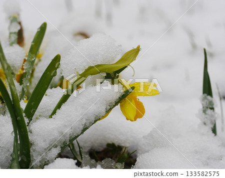 Yellow flower covered in snow 133582575