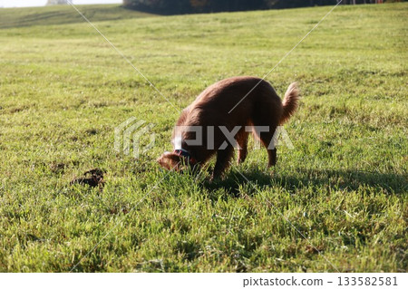 Brown dog is sniffing the ground in a grassy field Brown dog is sniffing the ground in a grassy field 133582581