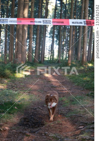 Brown dog is walking through a forest with a red and white caution tape 133582582