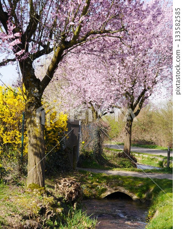 Tree with pink blossoms is next to a fence Tree with pink blossoms is next to a fence 133582585