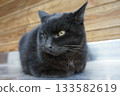 A black cat with beautiful golden eyes 133582619