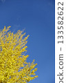 Clear autumn sky and golden ginkgo trees 133582622