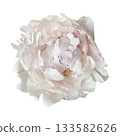 Peony flower head, delicate summer garden plant in blossom for floral arrangement, card, wedding design, collage creation, isolated object cut out with clipping path, soft selective focus 133582626