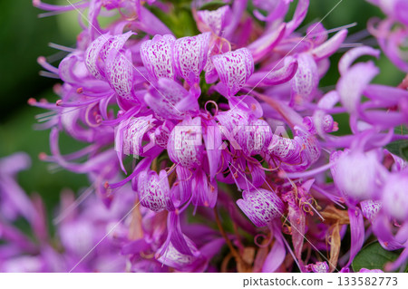 異國花卉，花瓣呈紫色，帶有白色斑點。 133582773