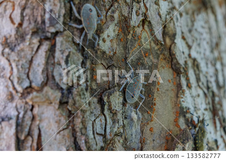Stink bug larvae on tree bark Stink bug larvae on tree bark 133582777