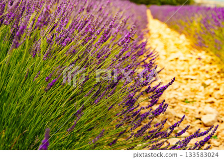 Lavender fields in bloom in Provence Lavender fields in bloom in Provence 133583024