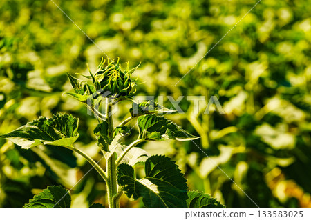 Young green sunflower plant Young green sunflower plant 133583025