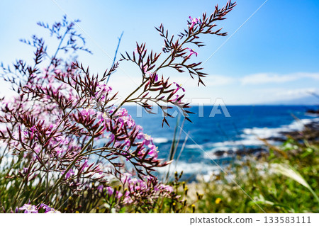 Pink flowers on mediterranean coast 133583111