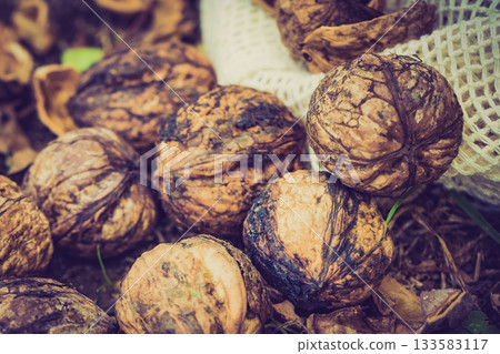 Walnut whole and kernels outdoors on ground. Walnut whole and kernels outdoors on ground. 133583117