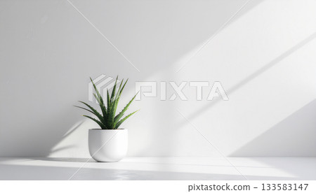 一盆蘆薈擺放在極簡的白色背景空間中 | 簡約的室內設計，擁有美麗的自然光影 133583147