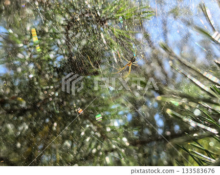 Glistening spiderweb adorned with dew, weaving magic in morning light Glistening spiderweb adorned with dew, weaving magic in morning light 133583676
