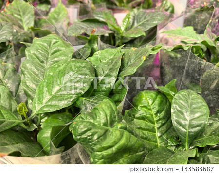 Beautiful green coffee plant leaves in a garden center in bright light Beautiful green coffee plant leaves in a garden center in bright light 133583687