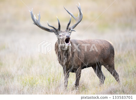 Portrait of a red deer stag roaring during rutting season in autumn 133583701