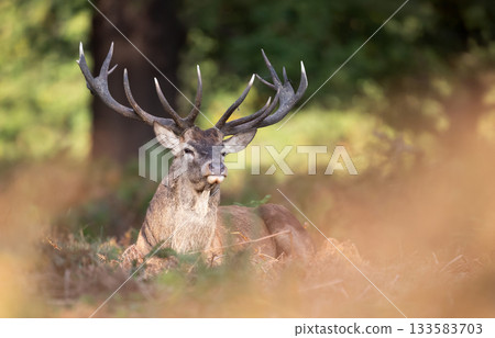 Red deer stag lying in ferns in autumn forest Red deer stag lying in ferns in autumn forest 133583703