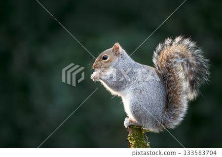 Grey squirrel eating nut on a tree branch Grey squirrel eating nut on a tree branch 133583704