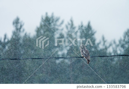 Great Grey Owl perched on a power line in a winter landscape with falling snow Great Grey Owl perched on a power line in a winter landscape with falling snow 133583706