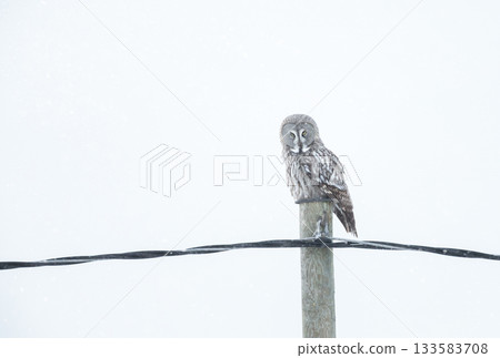 Great Grey Owl perched on a wooden post in a winter 133583708