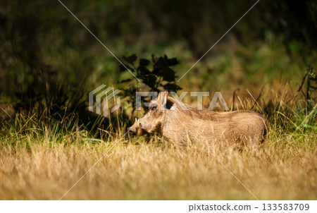 Wild common warthog foraging in natural Ethiopian habitat 133583709