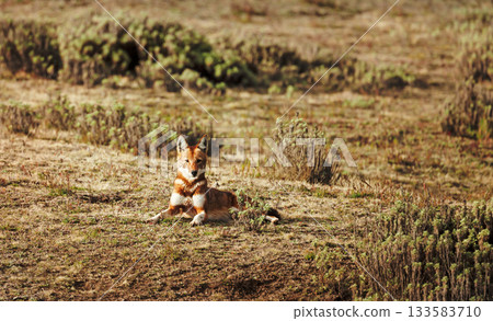 Rare endangered Ethiopian wolf resting in high-altitude grasslands of Ethiopian Highlands 133583710