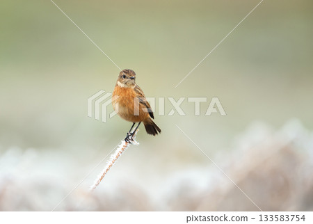 European Stonechat female perched on a frosty stick in winter European Stonechat female perched on a frosty stick in winter 133583754