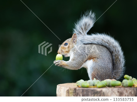 Grey Squirrel holding and eating green acorn on a tree stump 133583755