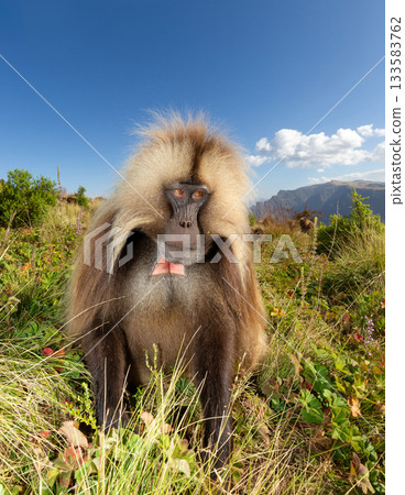 Gelada baboon male grazing in Simien mountains national park, Ethiopia 133583762