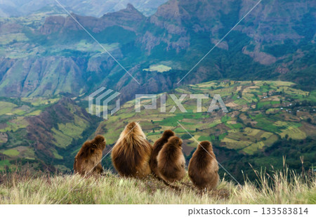 Group of Gelada baboons overlooking terraced Simien mountain landscape, Ethiopia 133583814