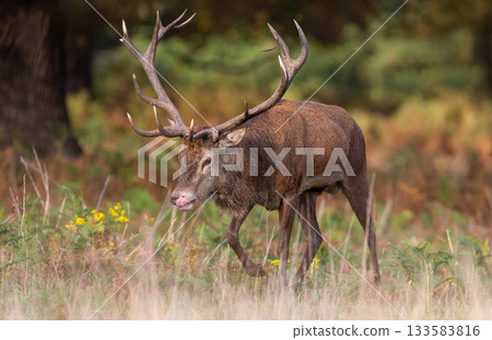 Majestic red deer stag with tongue out and large antlers walking in a meadow Majestic red deer stag with tongue out and large antlers walking in a meadow 133583816