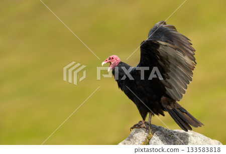 Turkey Vulture with wings spread on rock in the Falkland Islands 133583818