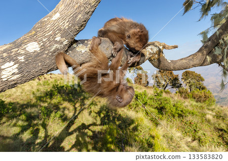 Close-up of two playful juvenile Gelada monkeys in Simien mountains, Ethiopia Close-up of two playful juvenile Gelada monkeys in Simien mountains, Ethiopia 133583820