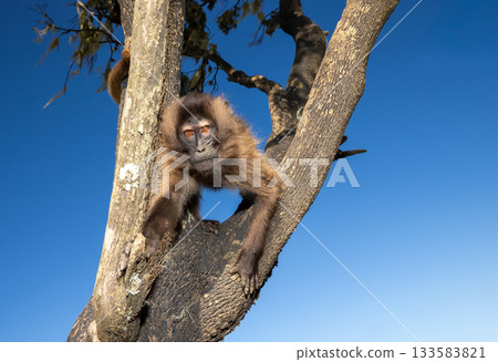 Curious young Gelada monkey sitting in tree in Simien mountains, Ethiopia Curious young Gelada monkey sitting in tree in Simien mountains, Ethiopia 133583821