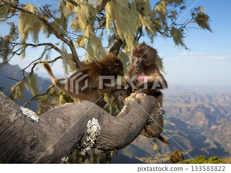 Close-up of two playful young Gelada monkeys sitting in tree in Simien mountains, Ethiopia Close-up of two playful young Gelada monkeys sitting in tree in Simien mountains, Ethiopia 133583822