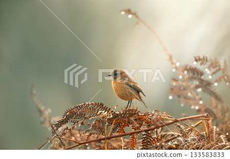 European Stonechat female perched on a fern branch European Stonechat female perched on a fern branch 133583833