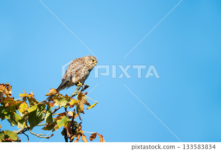 Female Common Kestrel perched on a tree branch Female Common Kestrel perched on a tree branch 133583834