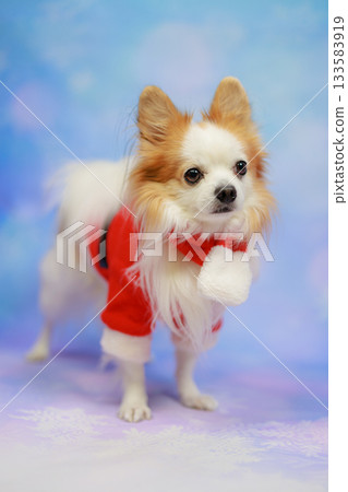 Papichiwa Christmas 133583919