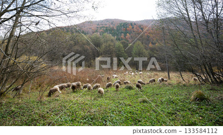 Grazing sheep populate a serene mountain meadow in autumn as nature's vibrant colors unfold under the cloudy sky during the late afternoon light Grazing sheep populate a serene mountain meadow in autumn as nature's vibrant colors unfold under the cloudy sky during the late afternoon light 133584112