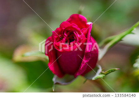一朵紅玫瑰 133584140