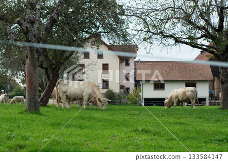 Grazing cattle enjoy fresh grass near a serene farmhouse surrounded by lush trees on a calm afternoon in the countryside Grazing cattle enjoy fresh grass near a serene farmhouse surrounded by lush trees on a calm afternoon in the countryside 133584147
